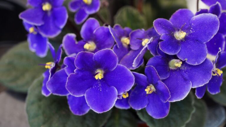 Violetta africana senza fiori? I segreti per farla tornare splendente Curare Violetta africana