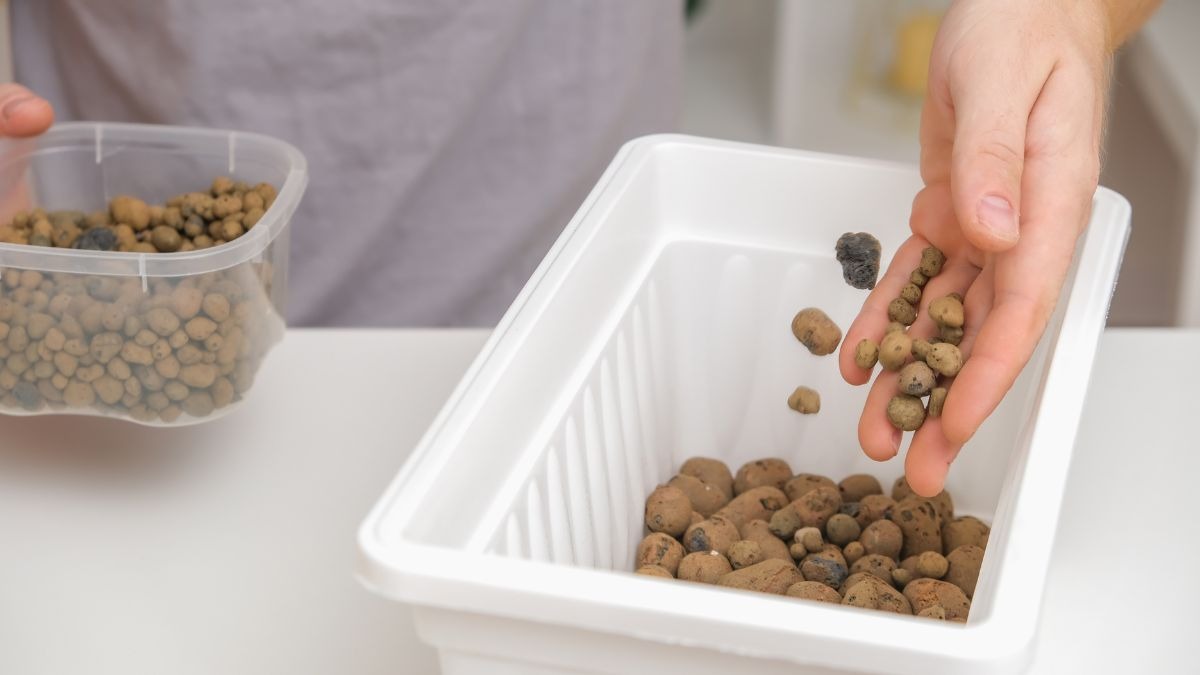 come usare l'argilla espansa per le tue piante 