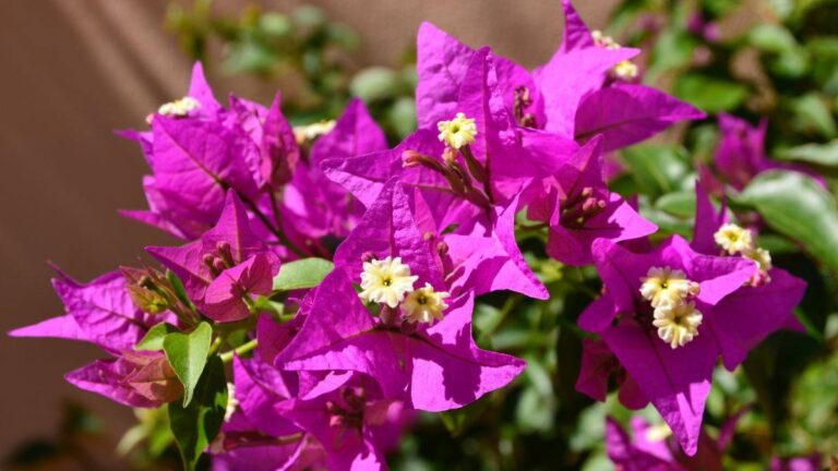 Bouganville sana e colorata: i trucchi per concimarla con ingredienti naturali come avere una bouganville sana e rigogliosa