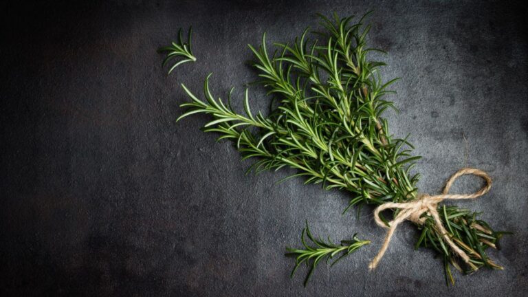 Come piantare e coltivare il rosmarino: la guida completa per principianti Come piantare e coltivare il rosmarino