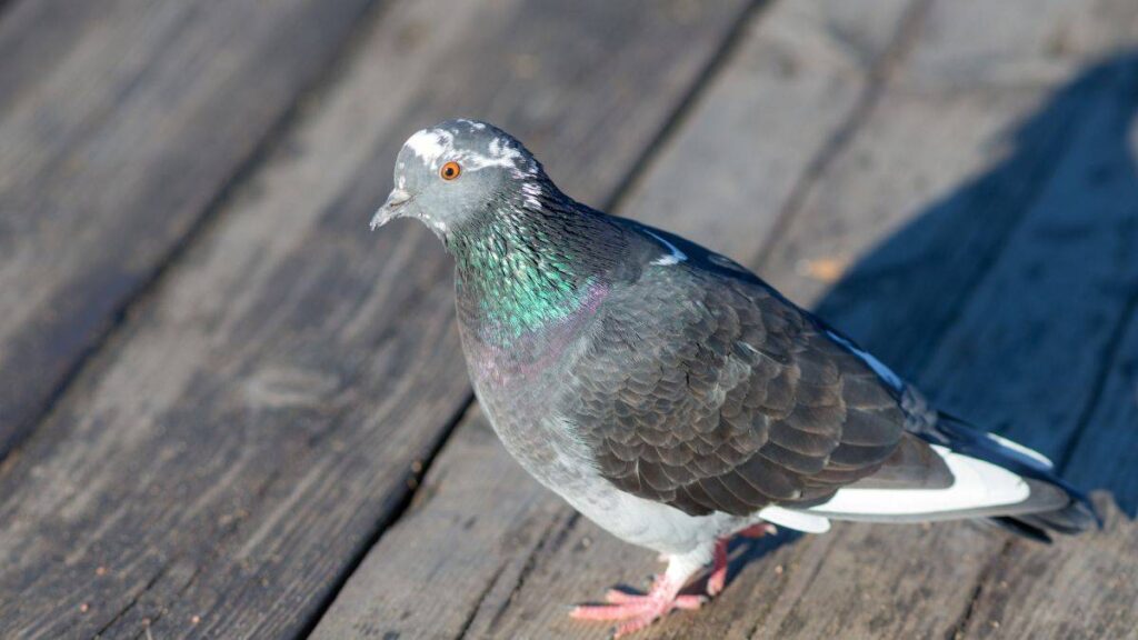 scopri se il sale grosso funziona per allontanare i piccioni