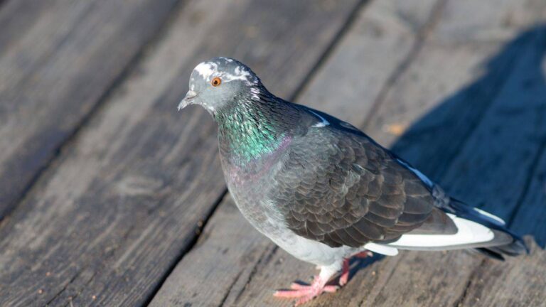 Piccioni sul balcone: il sale grosso è la soluzione giusta? scopri se il sale grosso funziona per allontanare i piccioni