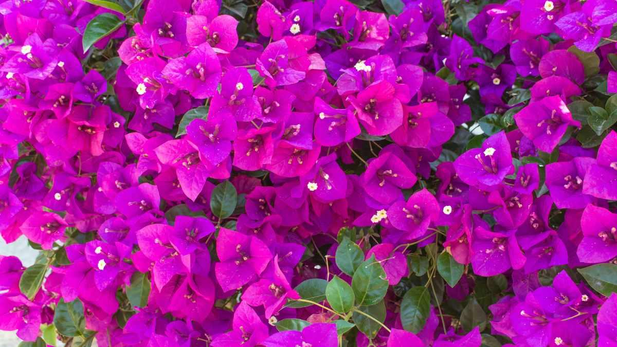 come nutrire boungaville con concimi naturali