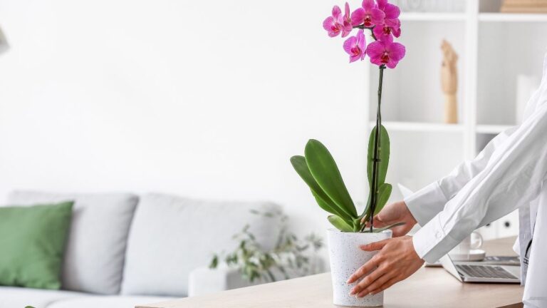 Orchidee splendenti in ogni stagione: rinvasa e concima come si deve scopri come avere orchidee sempre splendenti