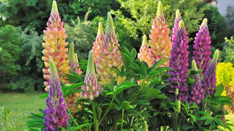 Coltivare il lupino: la pianta che trasforma il tuo giardino in un arcobaleno perché dovresti coltivare il lupino