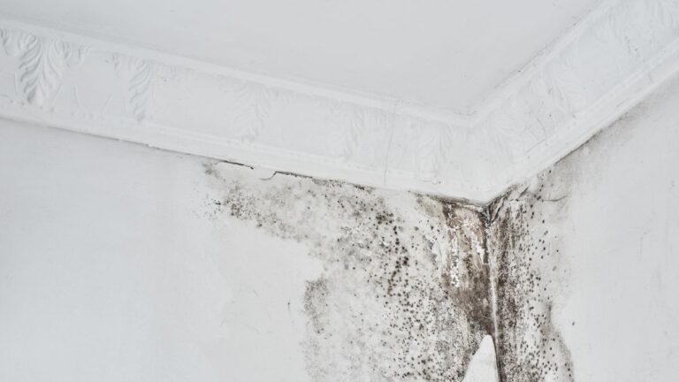 Muffa sui muri? Ecco le 10 piante che aiutano a ridurre l’umidità in casa piante che eliminano muffa dai muri