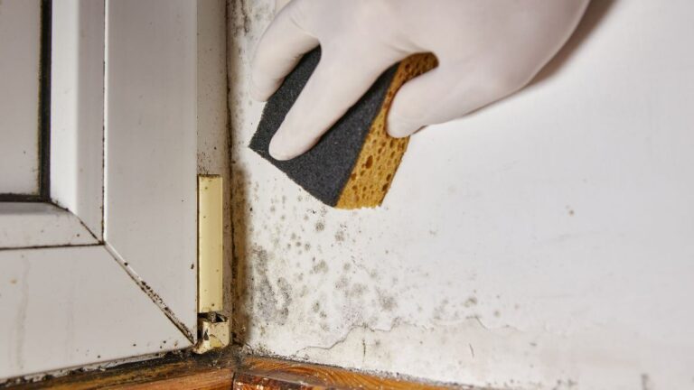 Casa troppo umida? Prova subito questi 5 deumidificatori naturali scopri come eliminare l'umidità dalla tua casa