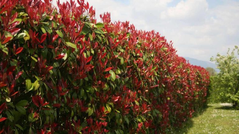 Dai una forma perfetta alla tua Photinia: come potarla per risultati rapidi perché è importante potare la pohtinia e come farlo nel modo giusto