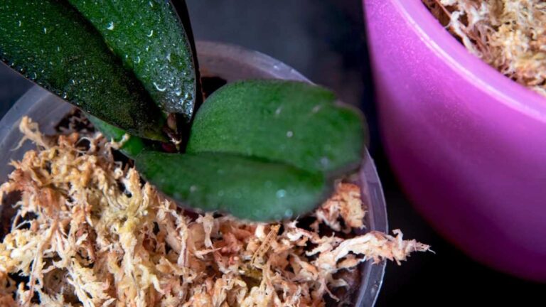 Sfagno per orchidee: scopri il segreto per radici sane e idratate cos'è lo sfagno e perché è importante per le orchidee