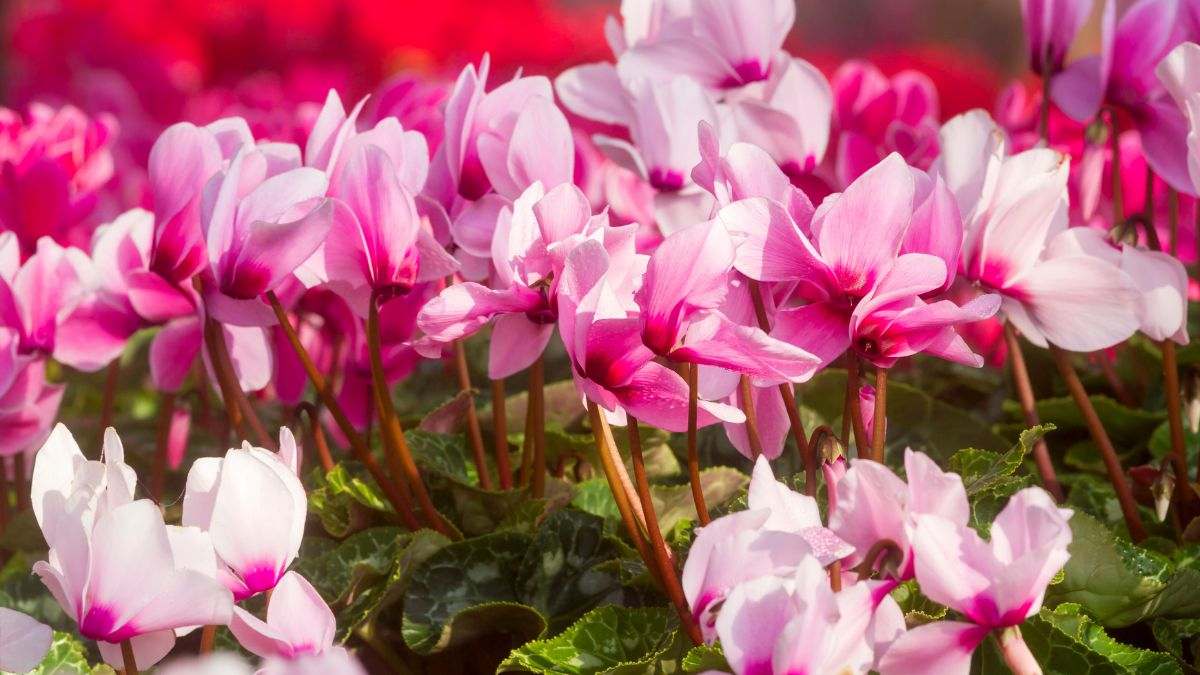 come curare il ciclamino