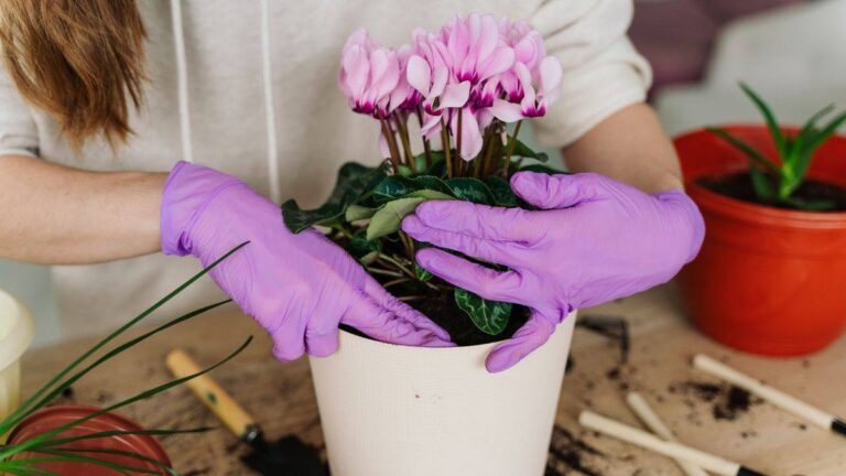 Prevenire la muffa sul ciclamino: i migliori consigli per innaffiarlo correttamente come prevenire la muffa sul ciclamino