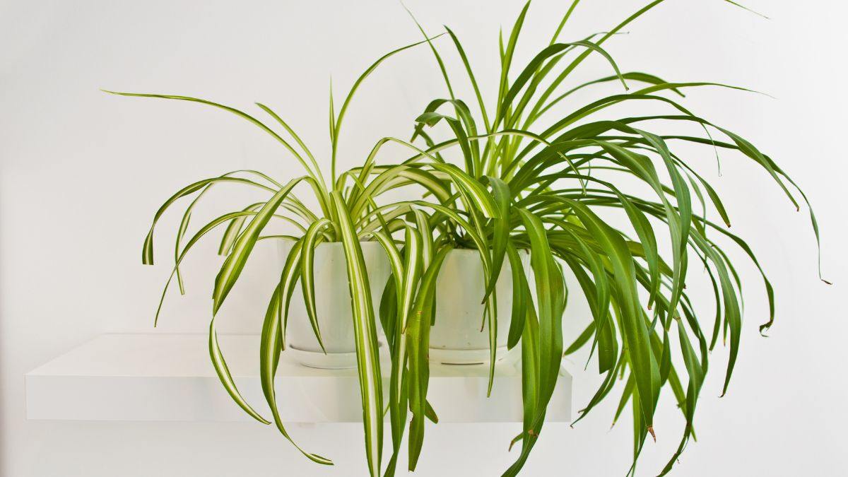 come curare il falangio