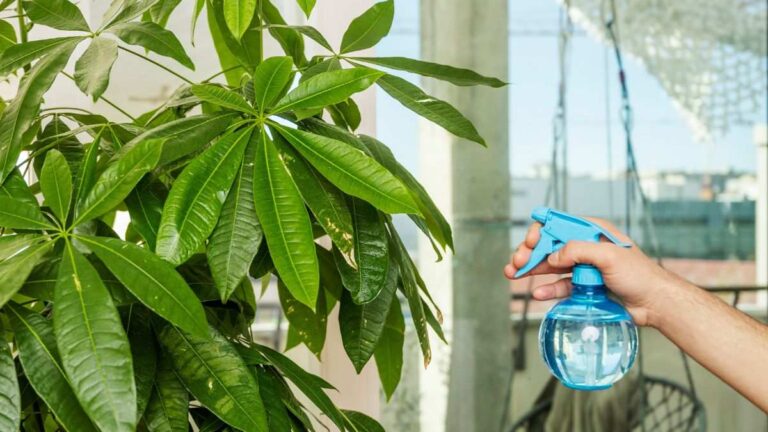 Salva la tua Pachira aquatica: i 5 errori da evitare assolutamente errori-da-evitare-per-pachira