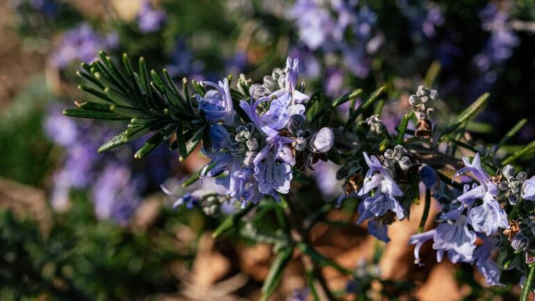Fiorellini viola sul rosmarino? Ecco il segreto per farli sbocciare come far sbocciare fiori del rosmarino