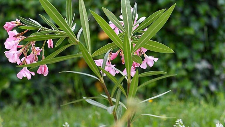 Cura invernale dell’Oleandro: come garantire una fioritura spettacolare come curare l'oleandro in inverno