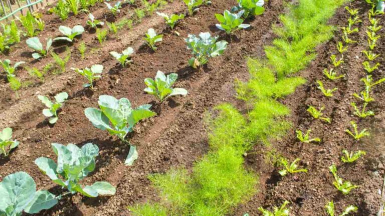 Cosa coltivare in inverno: i 5 ortaggi ideali per la stagione fredda cosa coltivare nel tuo orto d'inverno