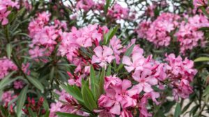 quali sono i pericoli dell'oleandro