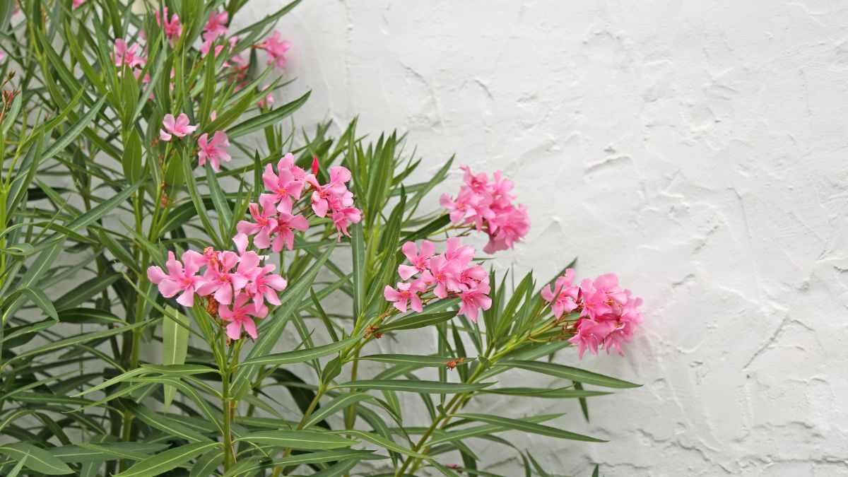 cosa sapere sull'oleandro