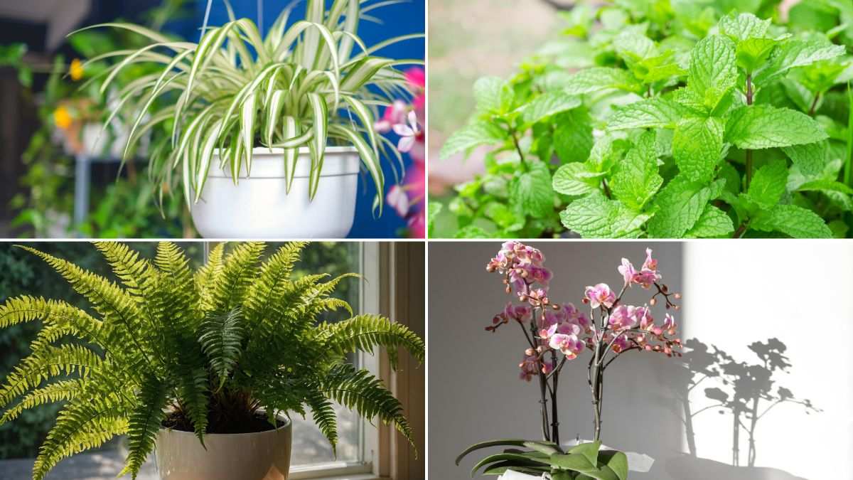 piante assorbi umidità