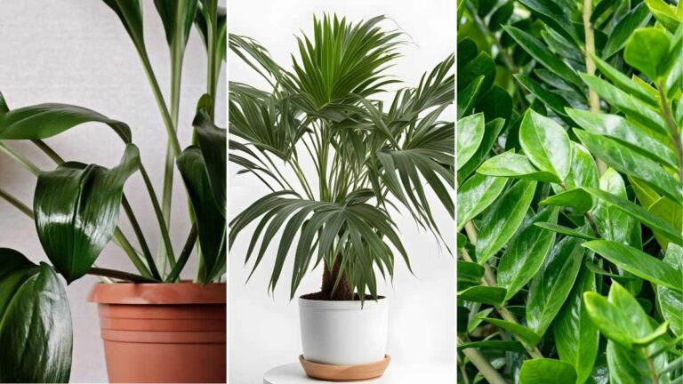 6 piante che non hanno bisogno di sole per abbellire la tua casa quali piante possono stare all'ombra