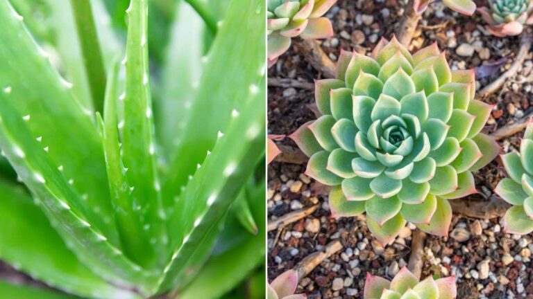 5 piante grasse per avere una casa ricca di energia positiva scopri quali sono le migliori piante grasse per la casa