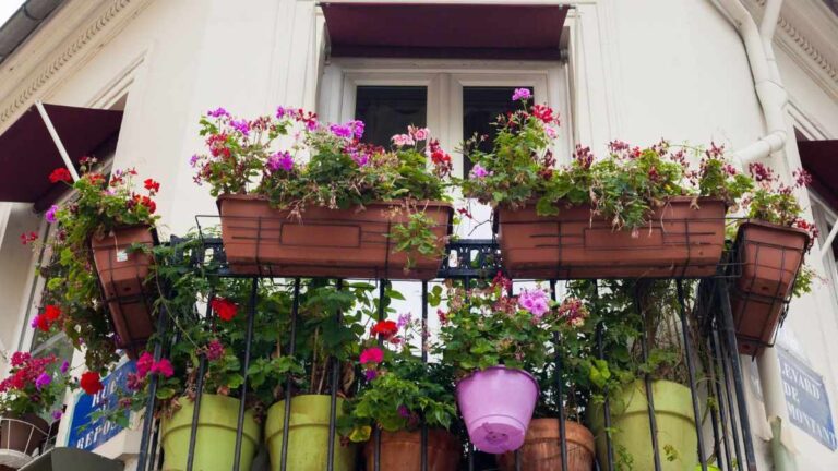 Piante che fioriscono anche su un balcone freddo e poco illuminato quali piante scegliere per balconi freddi