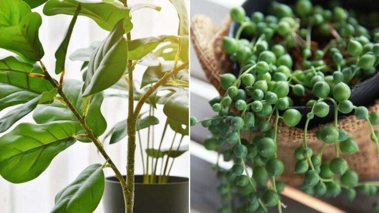 7 piante ideali per trasformare il tuo pianerottolo in un angolo verde quali sono le migliori piante per il pianerottolo