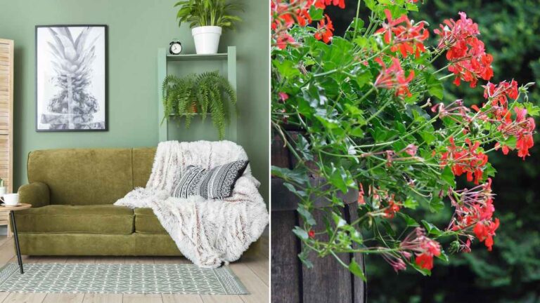 La bellezza delle piante a cascata: scopri le varietà più affascinanti per il tuo spazio quali sono le piante a cascata più belle