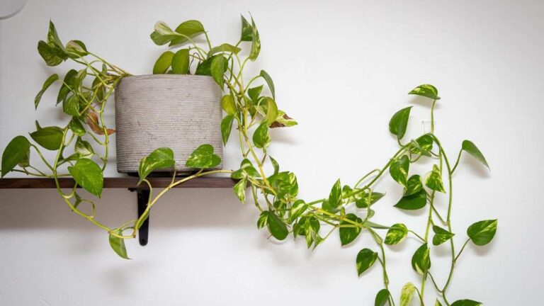 Attenzione alla potatura del Pothos: i rischi di tagliare nel momento sbagliato come si esegue la corretta potatura del pothos