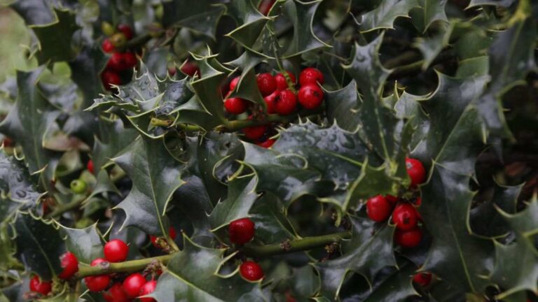 Agrifoglio all’infinito: i 2 trucchi sorprendenti per propagarlo facile come moltiplicare agrifoglio