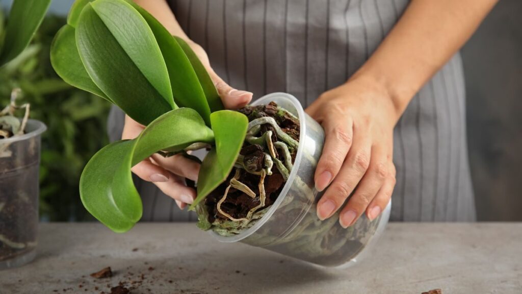 come e quando fare il rinvaso dell'orchidea