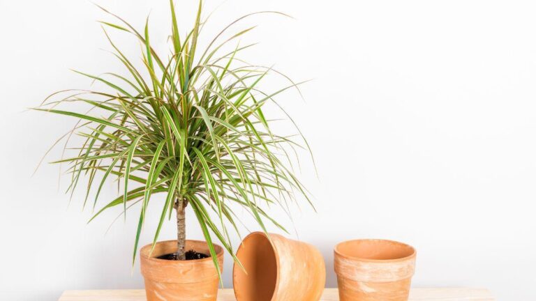 Foglie gialle e secche sul tronchetto della felicità? Ecco cosa fare perché il tronchetto della felicità potrebbe avere foglie gialle e secche