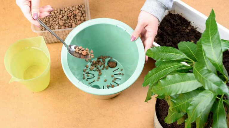 Argilla espansa: l'ingrediente che fa miracoli per il terreno delle tue piante perché dovresti usare l'argilla espansa per le tue piante