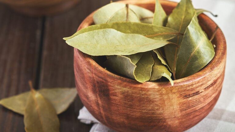 Foglie di alloro in casa: 5 usi pratici che ti sorprenderanno come usare l'alloro in casa