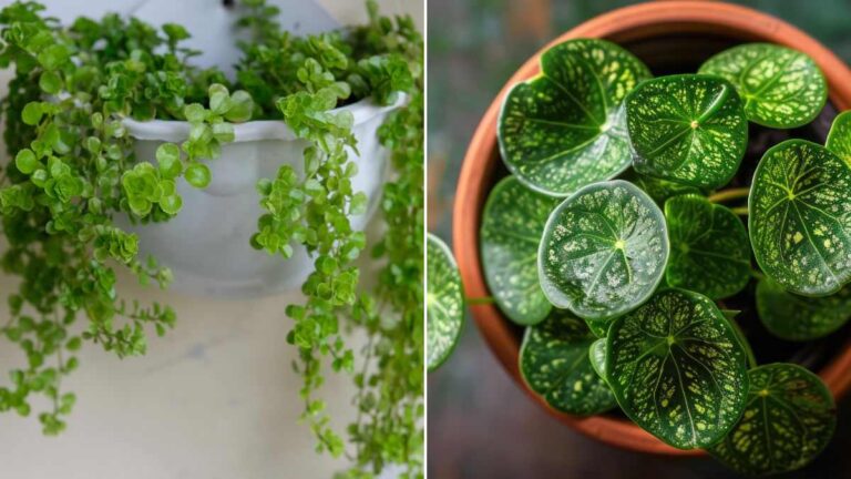 Piante di Pilea: esplora le varietà più belle e facili da curare perché la pilea è facile da curare