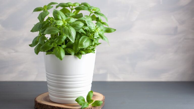 7 modi per usare il basilico che hai in casa: non lo guarderai più allo stesso modo Utilizzo del basilico in casa