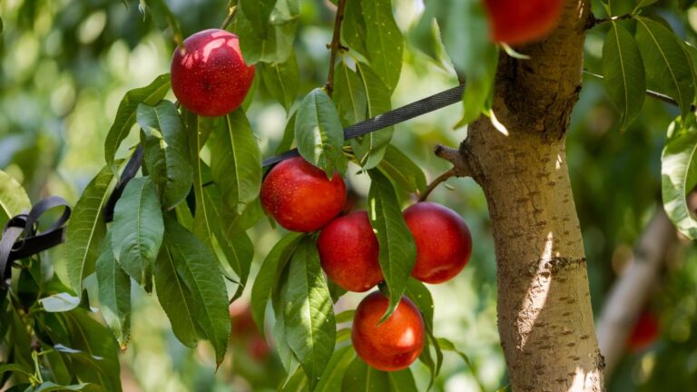 Potatura del pesco: 5 errori da evitare per non rovinare il raccolto Quali sono gli errori da evitare quando si pota il pesco