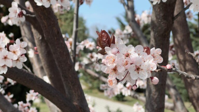 Potatura dell’albicocco: l’errore comune che rovina il raccolto Come e quando potare l'albicocco