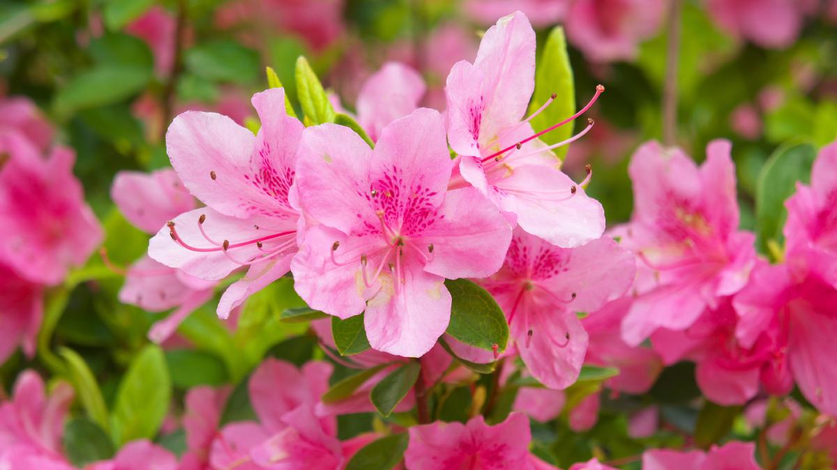 Le piante che non vanno potate a febbraio