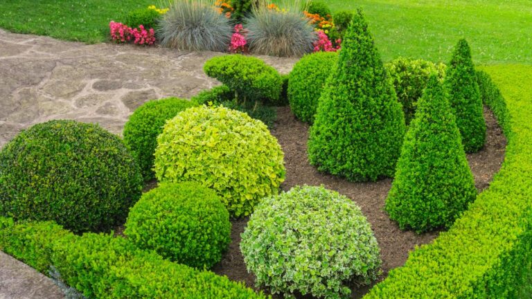 Potatura del bosso: quando e come farla per mantenerlo sempre in forma Come potare il bosso