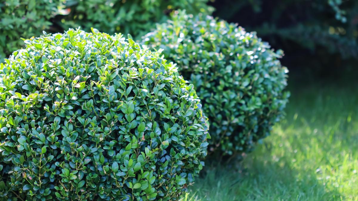 Quando e come potare il bosso per tenerlo in forma