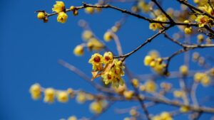 Il calicanto: fiore invernale