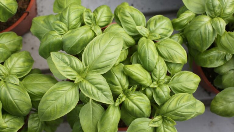 Coltivare basilico in casa: 7 segreti per un raccolto abbondante tutto l’anno Coltivazione del basilico