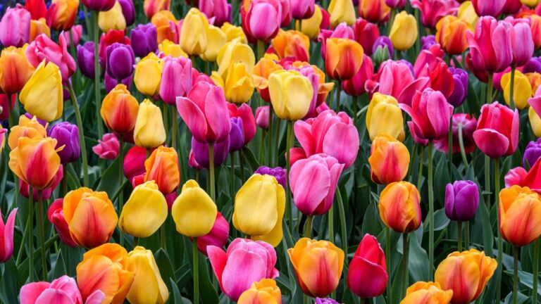 Come far crescere i tulipani in acqua: il metodo facile e veloce per fioriture anticipate tulipani in acqua