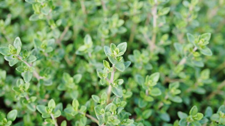 Sai davvero come coltivare il timo? Ecco gli errori da evitare Coltivazione timo