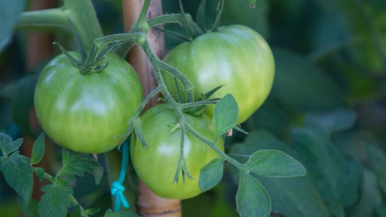 Pomodori che non maturano? I trucchi dei giardinieri per farli arrossire Pomodori che non maturano