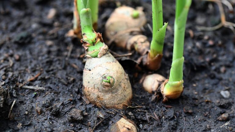 Come moltiplicare lo zenzero in casa: il metodo più semplice ed efficace Moltiplicazione dello zenzero in casa