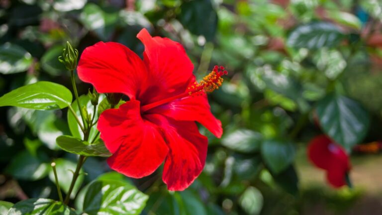 Ibisco: come potare per favorire la crescita e ottenere più fiori Potatura Ibisco