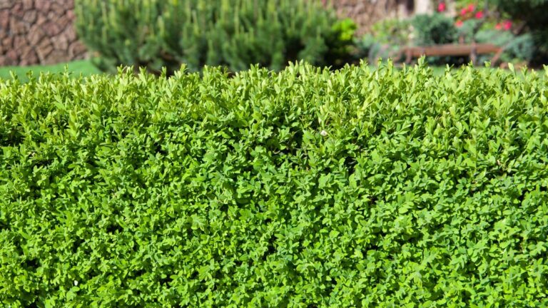 Concimazione del Bosso: quali fertilizzanti scegliere e quando usarli Come coltivare il Bosso