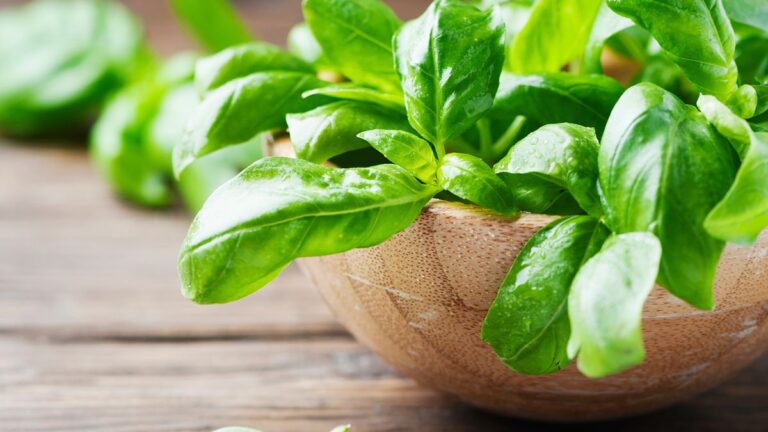 Il segreto delle nonne per conservare il basilico in inverno: ecco come fare Come conservare il basilico